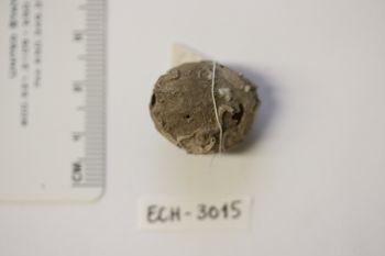 Media type: image;   Invertebrate Zoology ECH-3015 Description: Preserved specimen.;